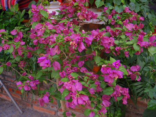 Restaurant Walkway Flowers.